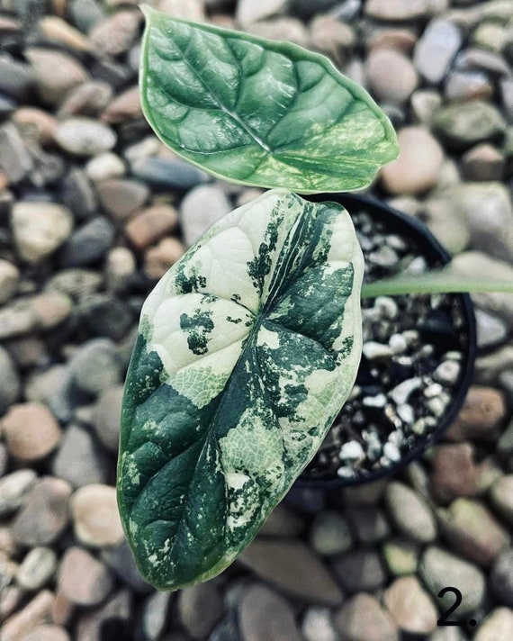 その他観葉植物 Alocasia Dragon Scale Marble Variegated Alocasia-Dragon-Scale-