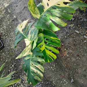 May include: A variegated Monstera plant with large, green and yellow leaves. The plant is potted and has roots visible.