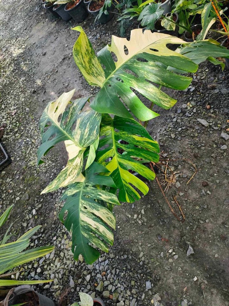 May include: A variegated Monstera plant with large, green and yellow leaves. The plant is potted and has roots visible.