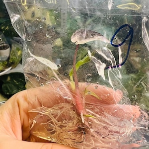 Alocasia Bambino Pink Variegated Tissue Culture - High variegation Grower&#39;s choice (1 Plant/Glass Bottle, Bag)