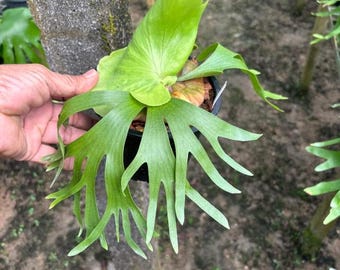 Platycerium 'Coronarium Dwarf', 6" pot