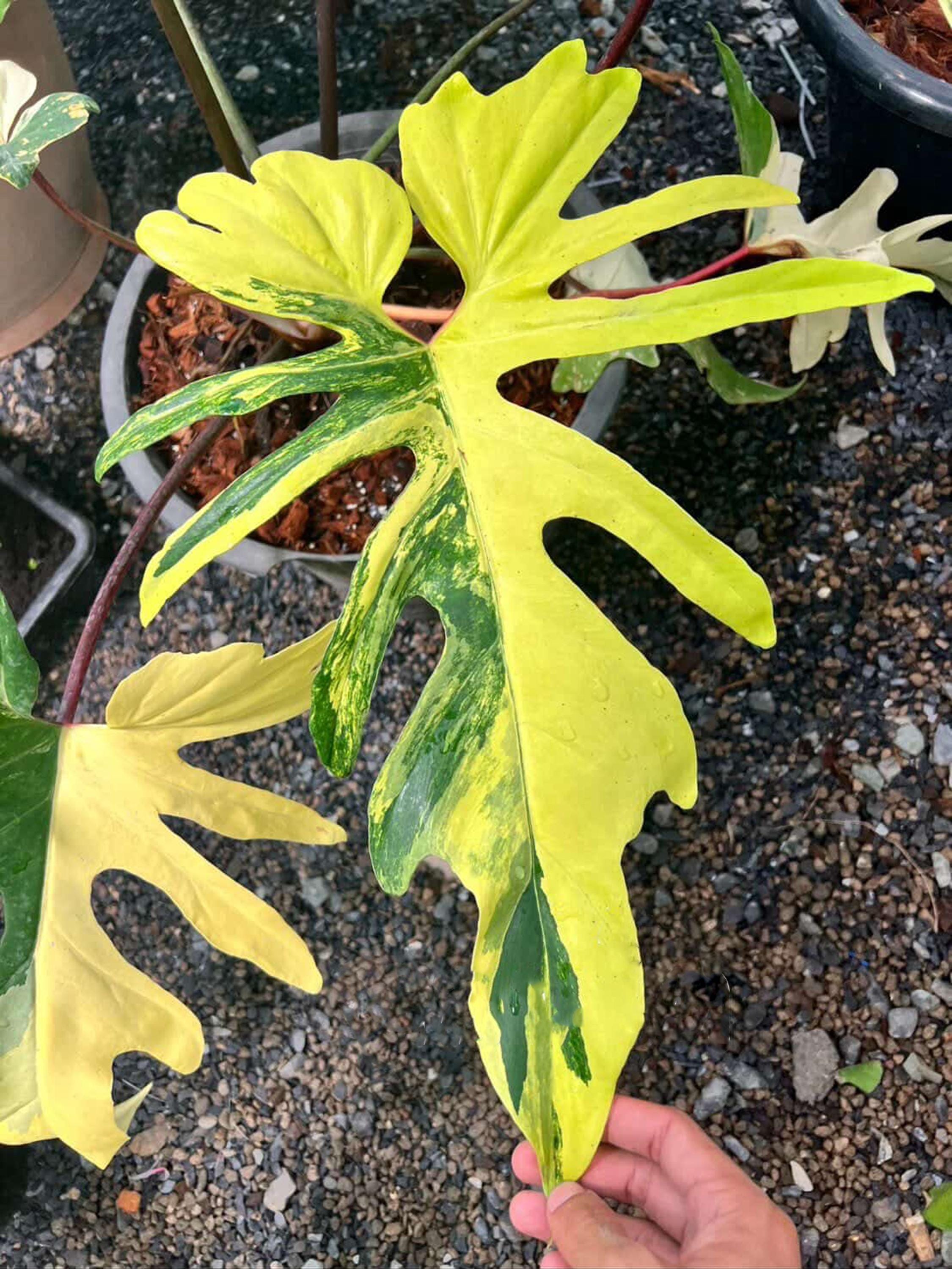 Philodendron atabapoense - Etsy 日本