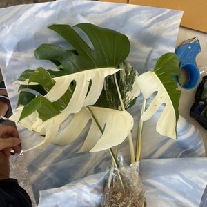 May include: A variegated Monstera plant with white and green leaves, potted in a clear plastic bag with moss. The plant is wrapped in white tissue paper.
