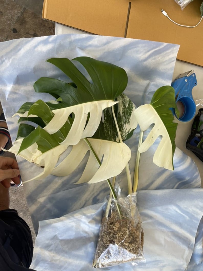 May include: A variegated Monstera plant with white and green leaves, potted in a clear plastic bag with moss. The plant is wrapped in white tissue paper.