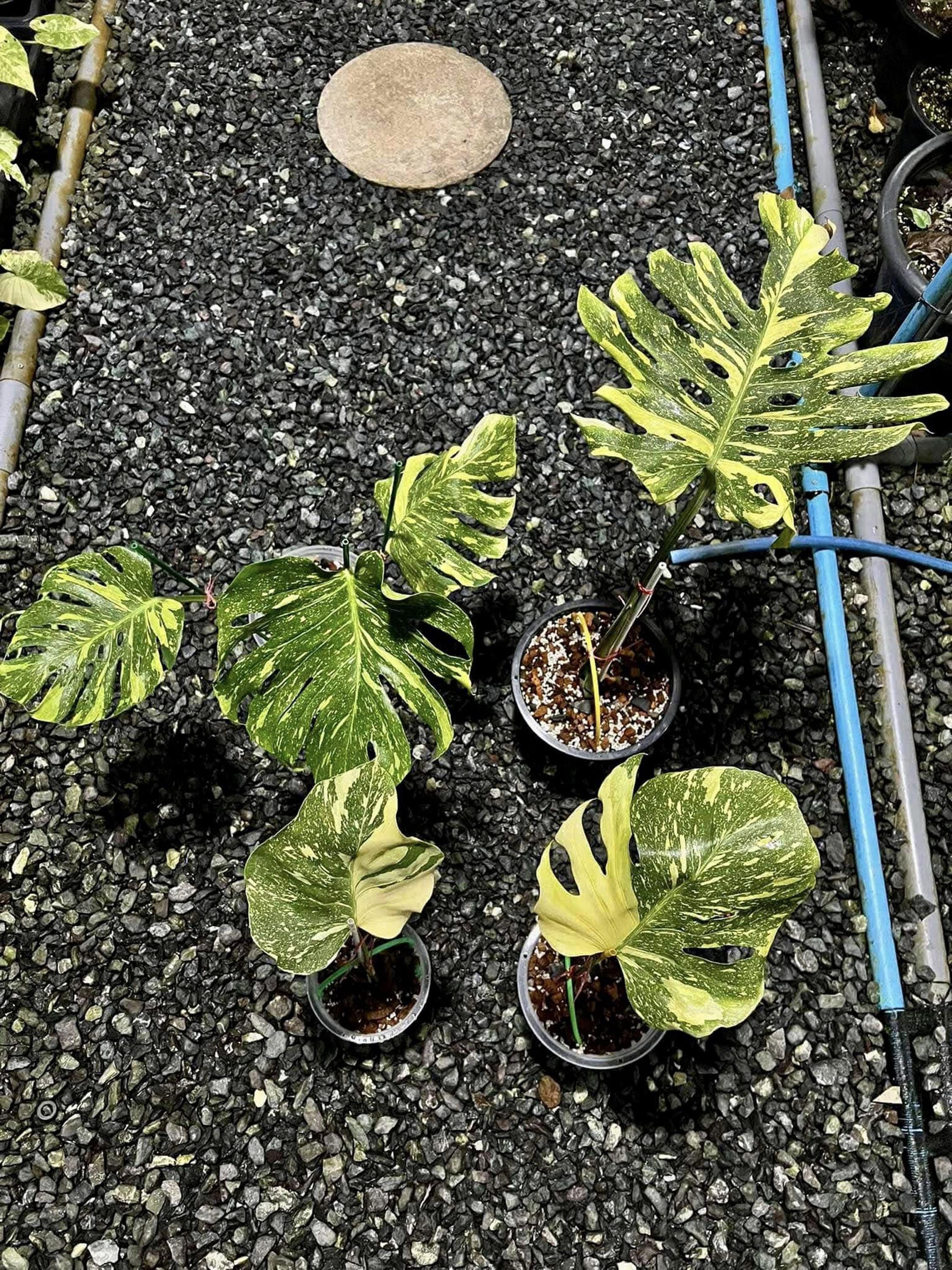 モンステラ デリシオサ エレクトロライト 斑入り、葉1枚＋成長点