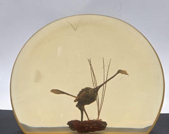 Vintage Seed Pod Bird Lucite Paperweight Round Block 6” x 4 3/4” Half Moon