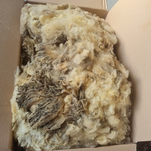 Könnte beinhalten: Ein Karton gefüllt mit einer großen Menge roher Schafwolle. Die Wolle ist eine Mischung aus Weiß und Braun.