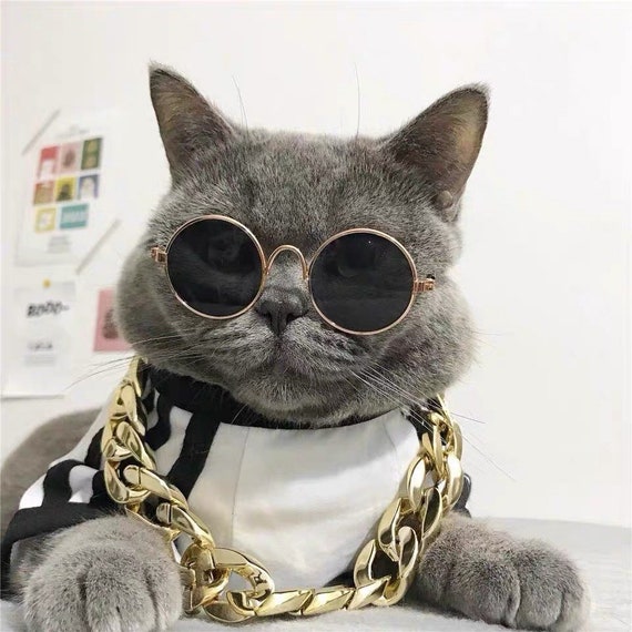 Premium Photo | A cat wearing sunglasses with the sun shining on it.