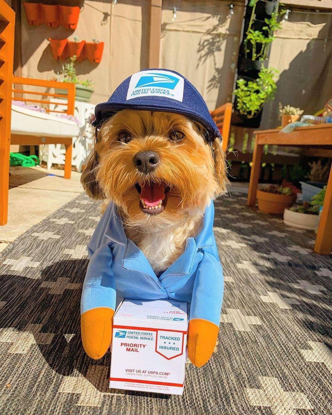 UPS & USPS Costume for Dogs Cute Cosplay Costume for Dog - Etsy