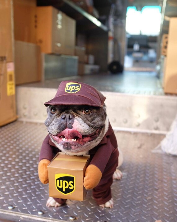 The Postal Pup Parade Unleash the UPS USPS Pet Costume Cute