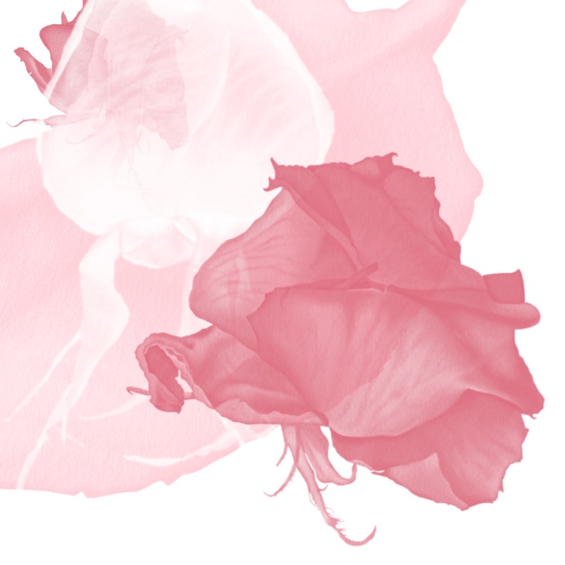 Dry Roses Stamp Brush Set for Procreate (digital Download) - Etsy