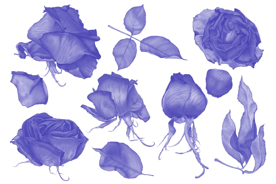 Dry Roses Stamp Brush Set for Procreate (digital Download) - Etsy