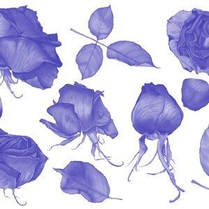 Dry Roses Stamp Brush Set for Procreate (digital Download) - Etsy
