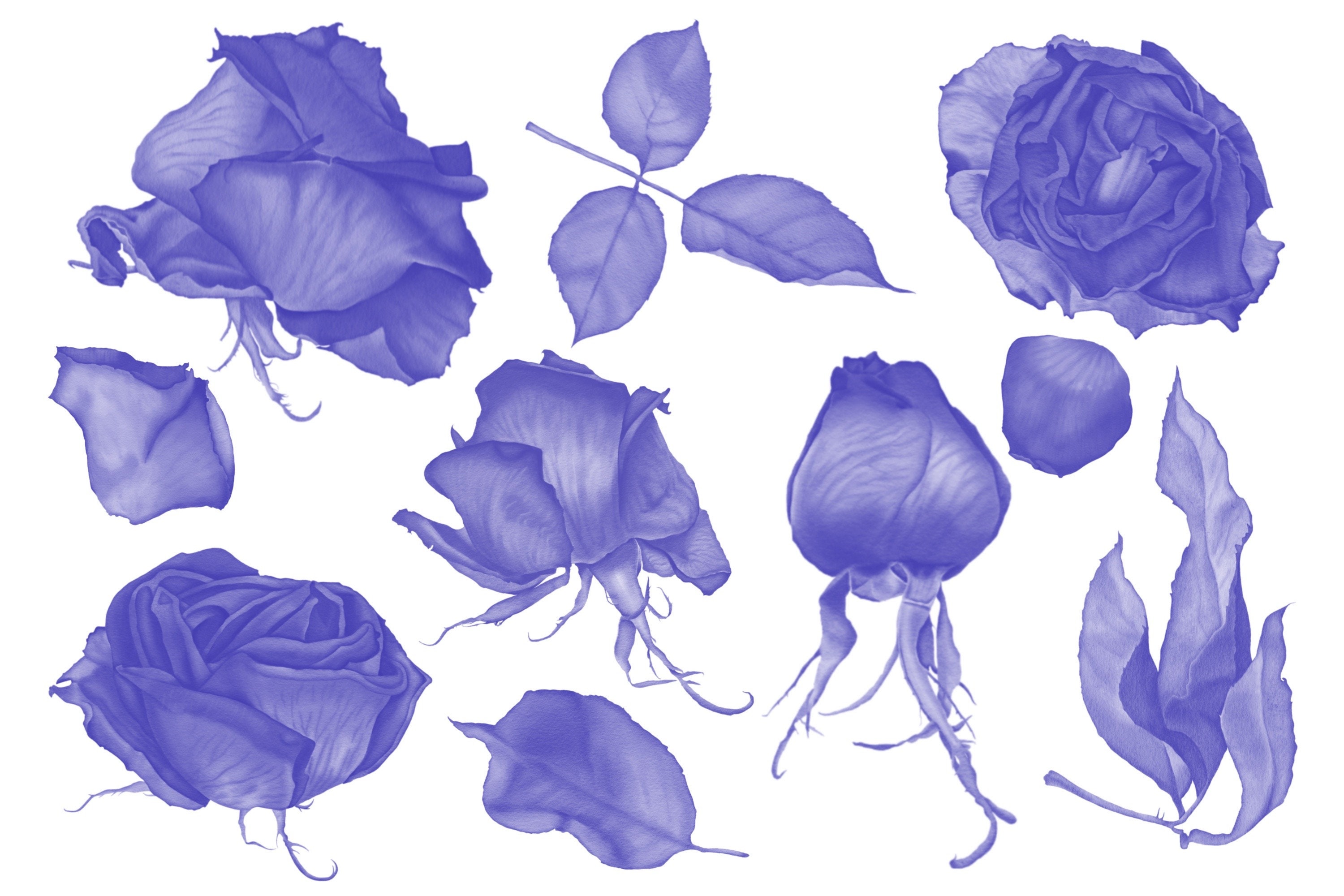 Dry Roses Stamp Brush Set for Procreate (digital Download) - Etsy