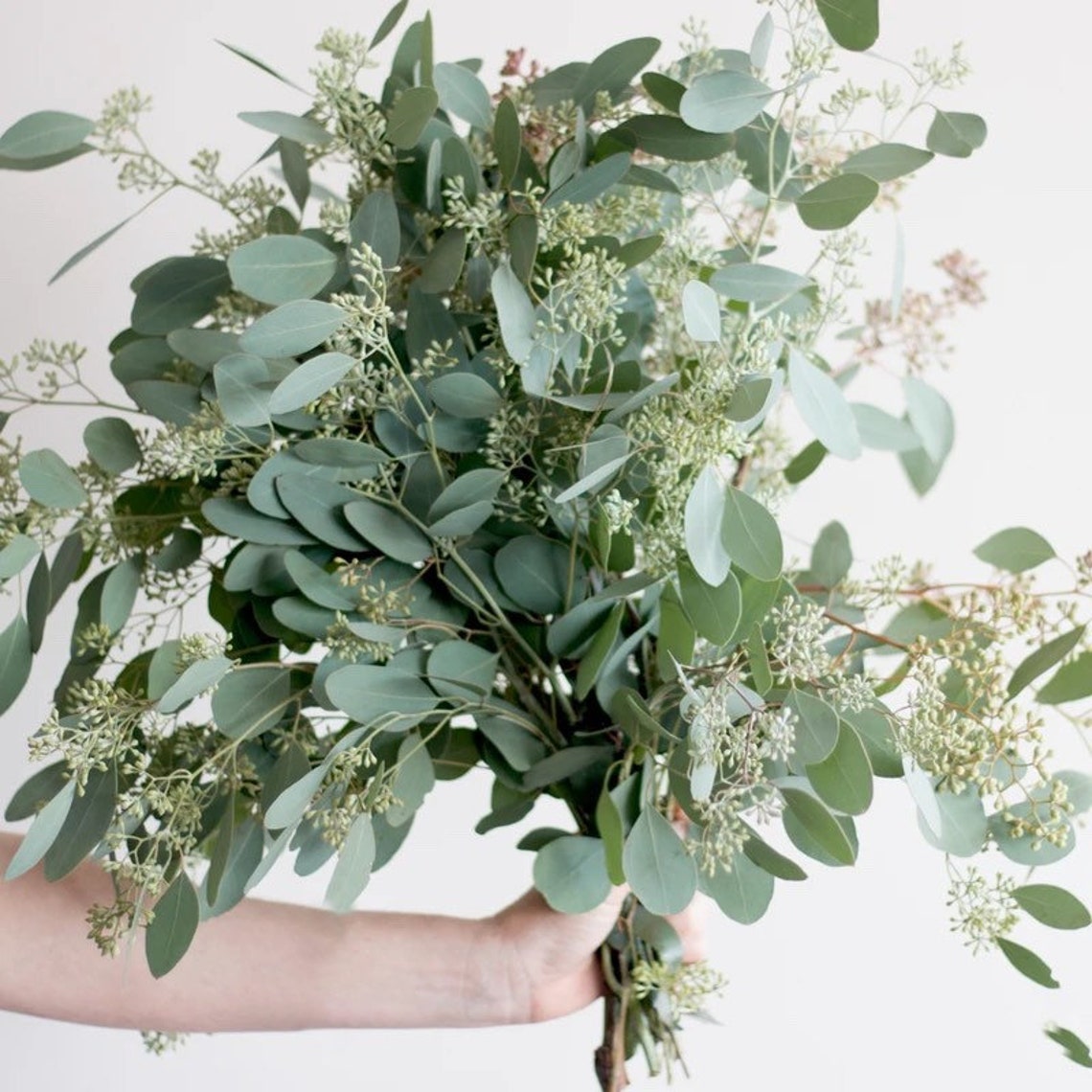 Seeded Eucalyptus Fresh Bouquet Aromatic California Grown Etsy