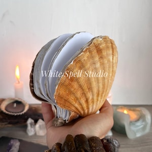 Convex and flat scallop seashell notebook, bound shell journal, drawning book, grimoire, mermaid diary, mermaid gifts for adults
