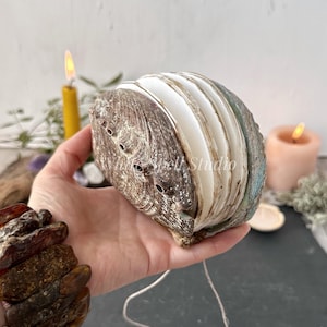 May include: A white abalone shell with a brown outer layer and a string attached. The shell is held in a hand with a brown bracelet.