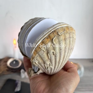 Puede incluir: Una gran concha natural con un interior blanco, sostenida en una mano. La concha es beige y marrón con crestas texturizadas. El texto "White Spell Studio" está impreso en la concha. El fondo es blanco suave.