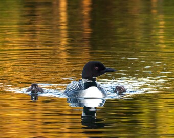 Loon Family, Loon Print, Loon Chicks, Loon Art for Lake House, Lake House Decor, Wildlife Print, Cabin Decor For Wall, Lodge Decor Wall Art