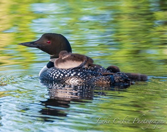 Loon Family, Loon Chicks, Loon Print, Loon Art for Lake House, Lake House Decor, Wildlife Print, Cabin Decor For Wall, Lodge Decor Wall Art