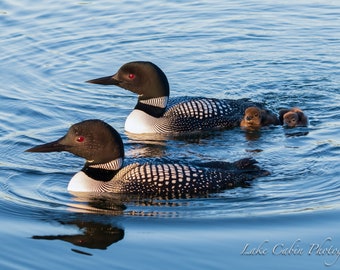 Loon Family, Loon Chicks, Loon Print, Loon Art for Lake House, Lake House Decor, Wildlife Print, Cabin Decor For Wall, Lodge Decor Wall Art
