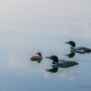 Loon Family, Loon Print, Loon Art for Lake House, Lake House Decor, Wildlife Print, Cabin Decor For Wall, Lodge Decor Wall Art