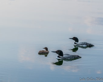 Loon Family, Loon Print, Loon Art for Lake House, Lake House Decor, Wildlife Print, Cabin Decor For Wall, Lodge Decor Wall Art