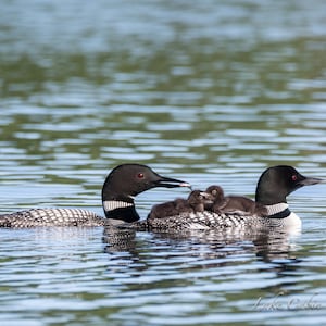 Loon Family, Loon Print, Loon Art for Lake House, Lake House Decor, Wildlife Print, Cabin Decor For Wall, Lodge Decor Wall Art