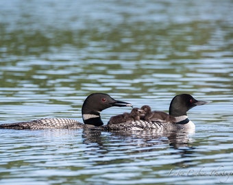 Loon Family, Loon Print, Loon Art for Lake House, Lake House Decor, Wildlife Print, Cabin Decor For Wall, Lodge Decor Wall Art