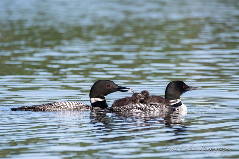 Loon Family, Loon Print, Loon Art for Lake House, Lake House Decor ...