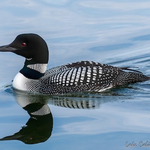 Loon Reflection | Loon Print | Loon Art for Lake House | Lake House Decor | Wildlife Print | Cabin Decor For Wall | Lodge Decor Wall Art