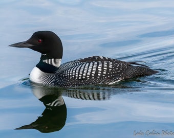 Loon Reflection | Loon Print | Loon Art for Lake House | Lake House Decor | Wildlife Print | Cabin Decor For Wall | Lodge Decor Wall Art