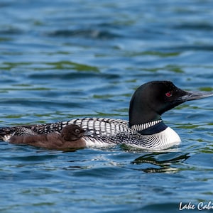 Mother and Baby Loon, Loon Print, Loon Art for Lake House, Lake House Decor, Wildlife Print, Cabin Decor For Wall, Lodge Decor Wall Art