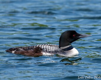 Mother and Baby Loon, Loon Print, Loon Art for Lake House, Lake House Decor, Wildlife Print, Cabin Decor For Wall, Lodge Decor Wall Art