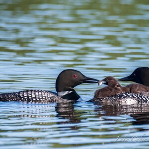 Loon Family, Loon with Fish,Loon Print, Loon Art for Lake House, Lake House Decor, Wildlife Print, Cabin Decor For Wall,Lodge Decor Wall Art