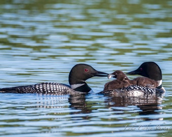 Loon Family, Loon with Fish,Loon Print, Loon Art for Lake House, Lake House Decor, Wildlife Print, Cabin Decor For Wall,Lodge Decor Wall Art