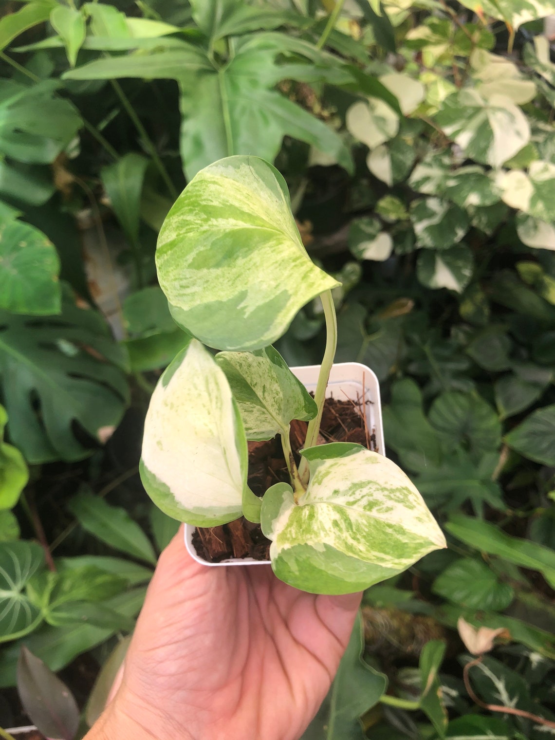 Pothos Manjula epiprenium maison pkk sur nimporte quel Etsy