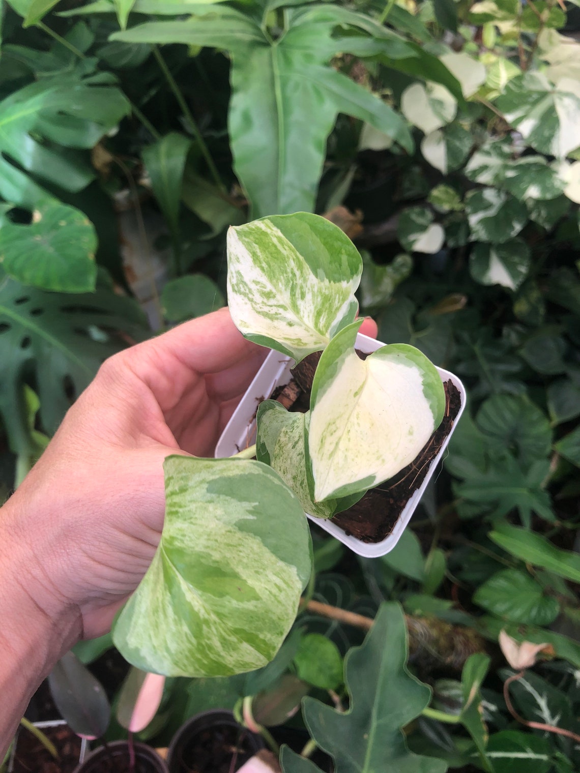 Pothos Manjula epiprenium maison pkk sur nimporte quel Etsy
