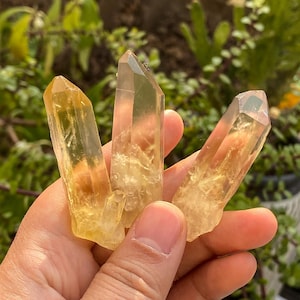 Puede incluir: Tres puntas de cristal de cuarzo amarillo-anaranjado translúcido se sostienen en una mano. Los cristales tienen una textura natural y rugosa y diferentes tonos de color. El fondo presenta follaje verde.