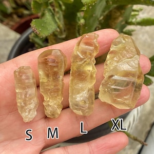 Puede incluir: Cuatro cristales de citrino en bruto, de color amarillo dorado, de diferentes tamaños, etiquetados S, M, L y XL. Los cristales se sostienen en una mano, con un fondo borroso de una planta de cactus verde.