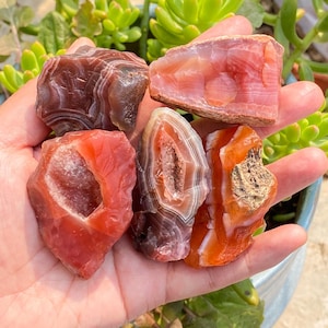 Puede incluir: Una mano sostiene varias piedras de ágata en bruto y coloridas. Las piedras muestran una variedad de colores, incluyendo rojo, naranja y marrón, con bandas y formaciones cristalinas visibles. El fondo presenta suculentas verdes en una maceta azul.
