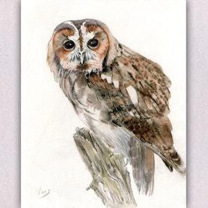 Original Owl Watercolor Painting: 8x10 Bird Portrait