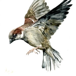 Original Watercolor Sparrow Portrait: 8x8 Bird Painting
