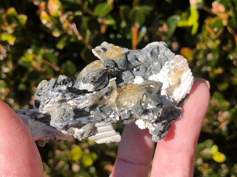 Golden Honey Calcite Fossil Clam Shell Energy Cleanser Earth Water Ocean Beach Theme Natural Art 2 million years old 1.8oz