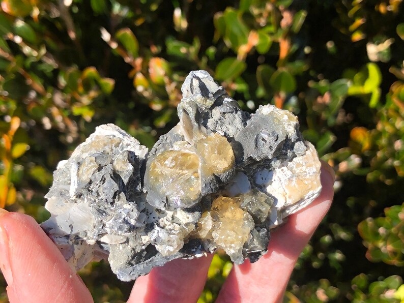 Golden Honey Calcite Fossil Clam Shell Energy Cleanser Earth Water Ocean Beach Theme Natural Art 2 million years old 1.8oz