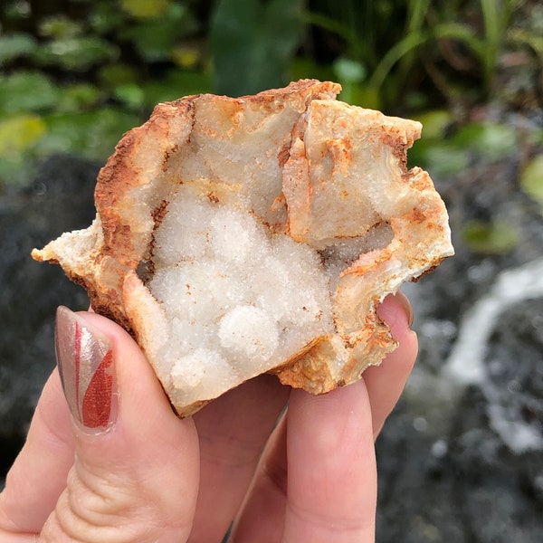Earthy Sparkling Druse Cluster Sea Life Fossil Lace Agate Quartz Crystals Natural Unprocessed Ethically Sourced Miner Direct Crystal