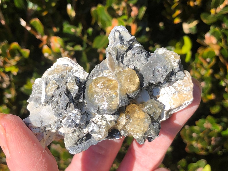 Golden Honey Calcite Fossil Clam Shell Energy Cleanser Earth Water Ocean Beach Theme Natural Art 2 million years old 1.8oz