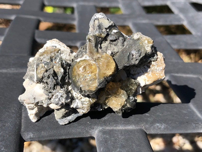 Golden Honey Calcite Fossil Clam Shell Energy Cleanser Earth Water Ocean Beach Theme Natural Art 2 million years old 1.8oz