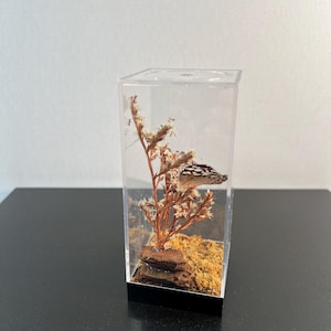 May include: A clear, rectangular display case with a black base. Inside, a preserved butterfly wing rests near dried plants and moss. The wing features a black and white pattern. The case is on a black surface.