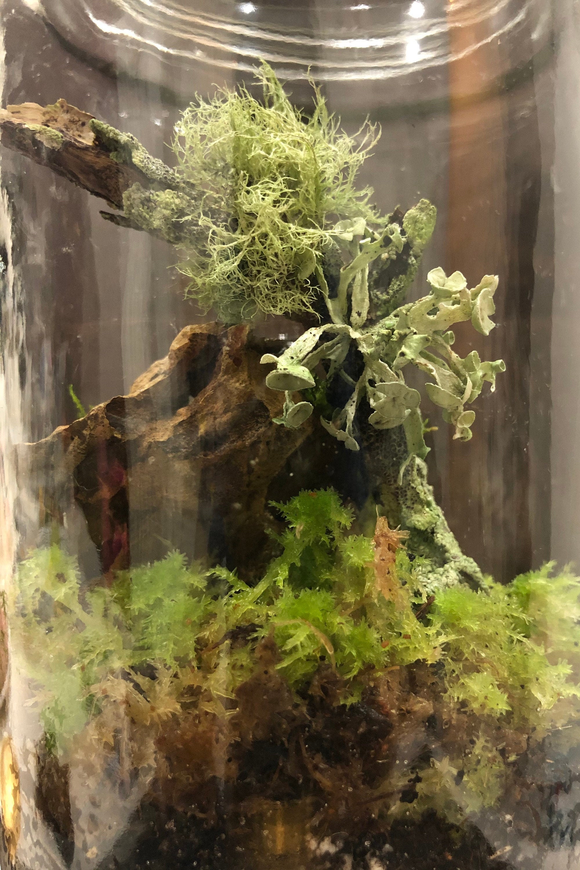 Mossy Jungle Terrarium Kit Does Not Include Jar Etsy